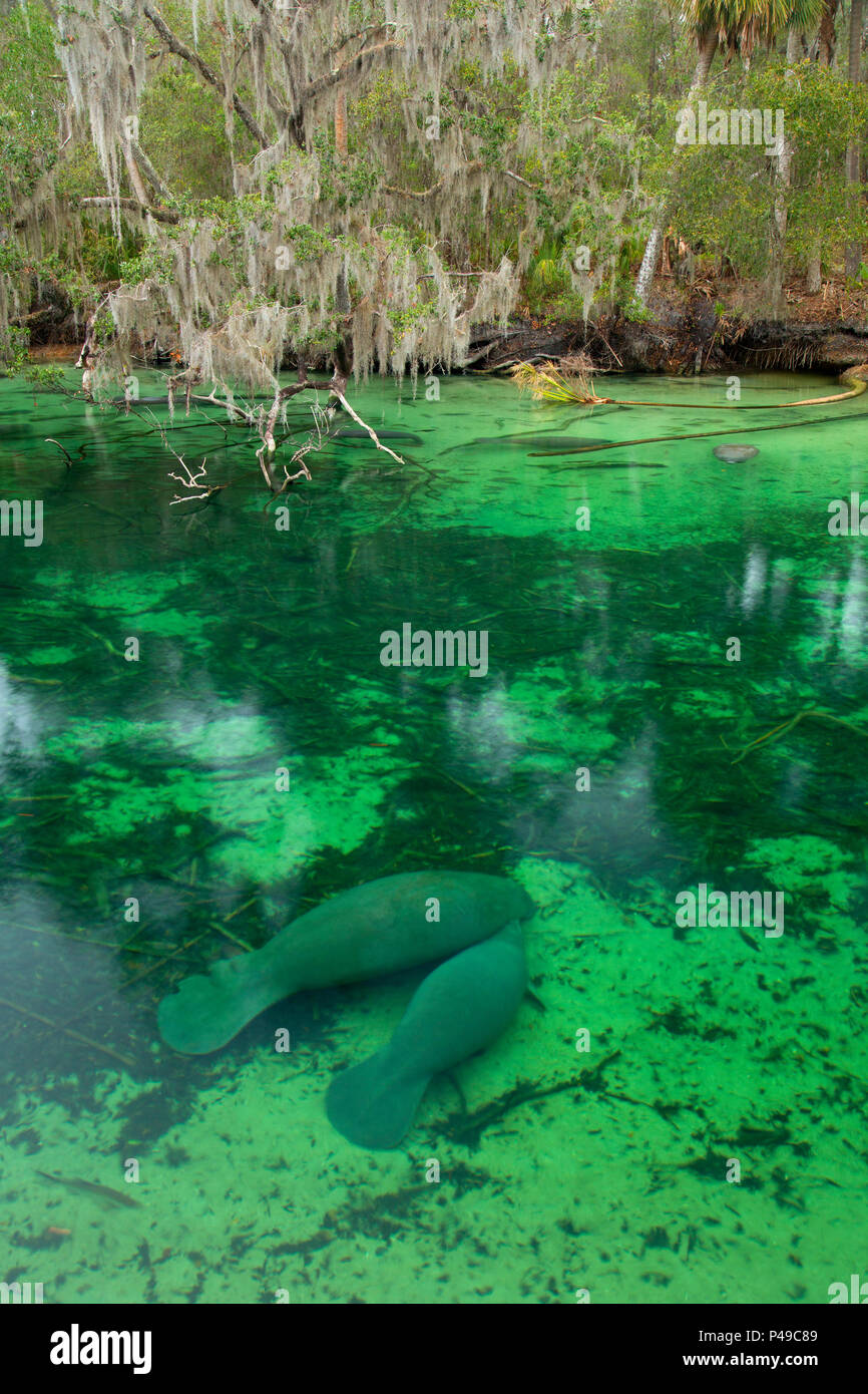 West Indian manatee (Trichechus manatus) in Blue Spring Run, Blue