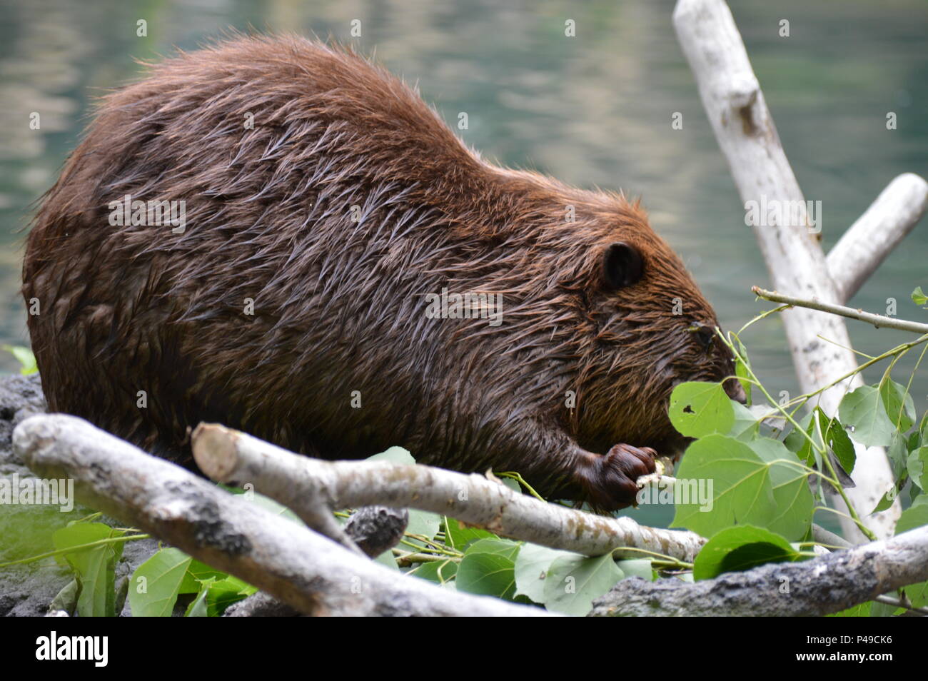 Beaver chewing on branches on their dam Stock Photo