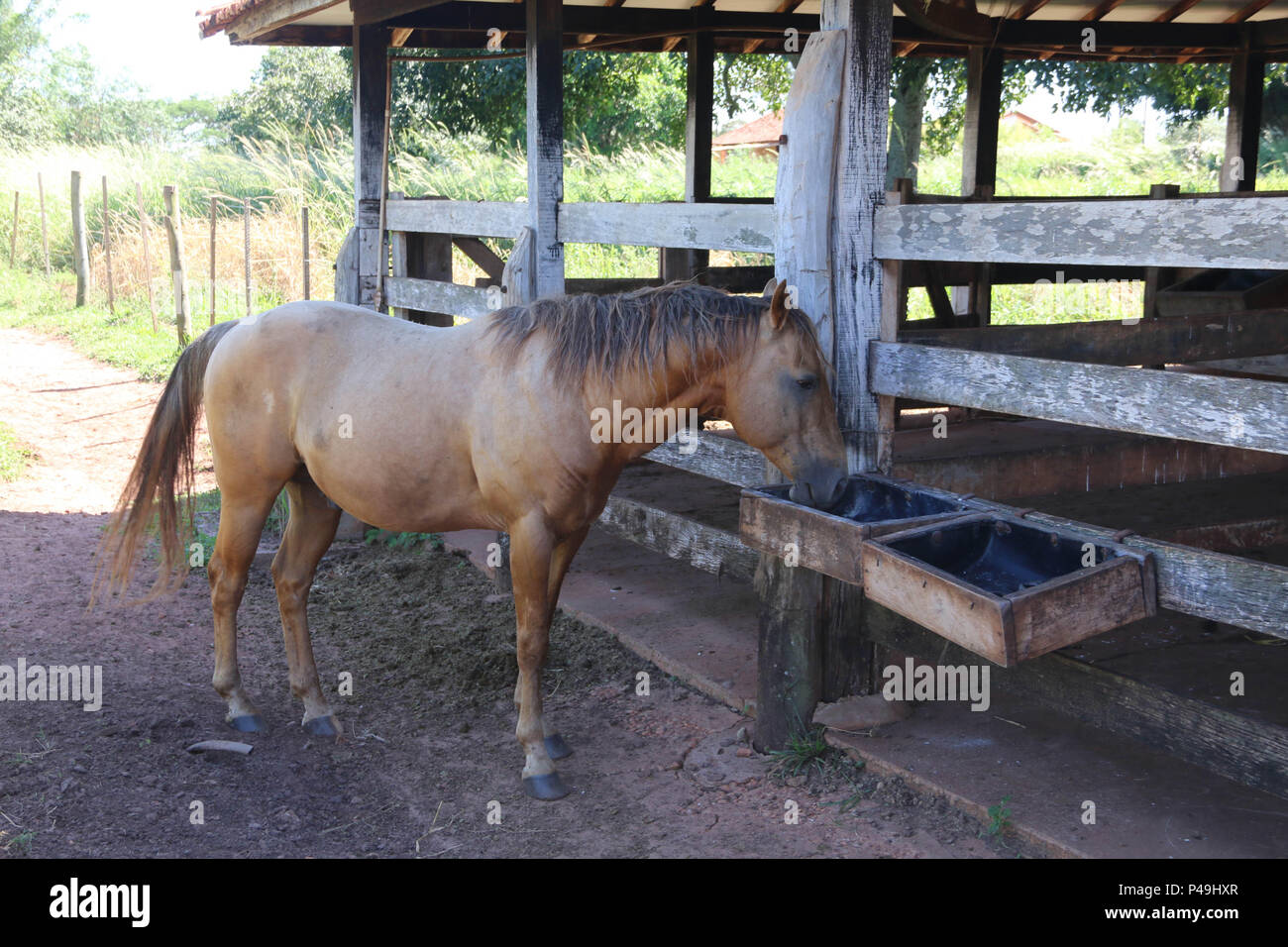 Cavalo cavalgando na bahia imagem editorial. Imagem de freio - 204124325