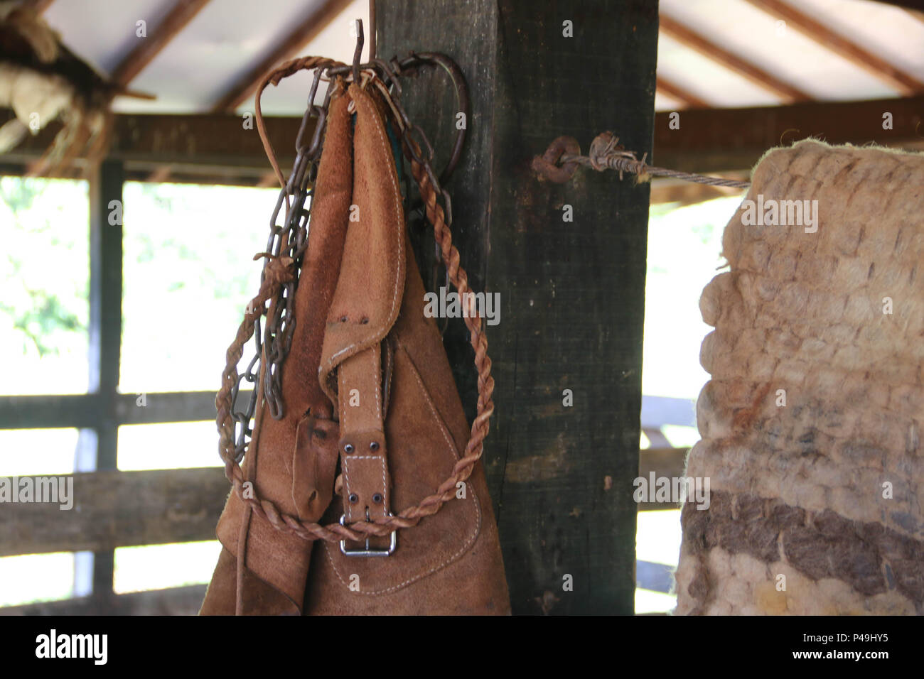 Cavalo rindo da câmera. foto de stock. Imagem de rural - 227099740