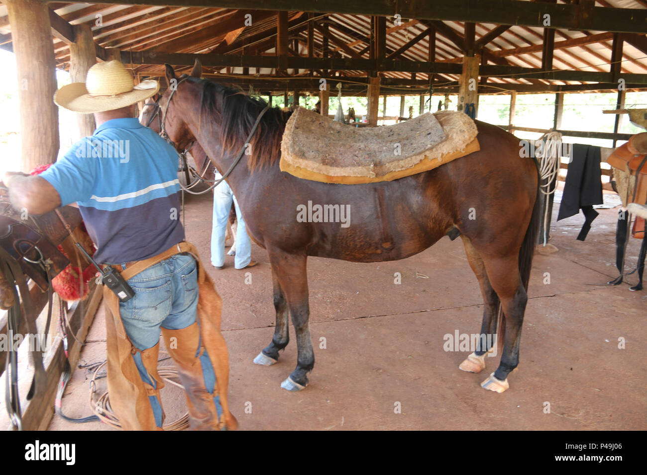 Cavalo rindo da câmera. foto de stock. Imagem de rural - 227099740