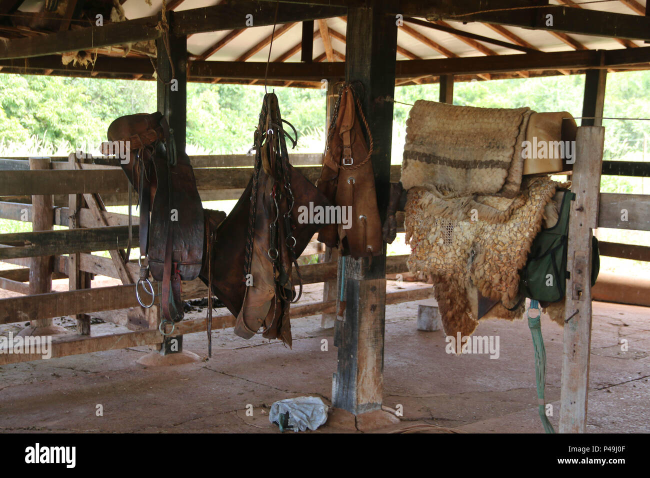 Cavalo rindo da câmera. foto de stock. Imagem de rural - 227099740