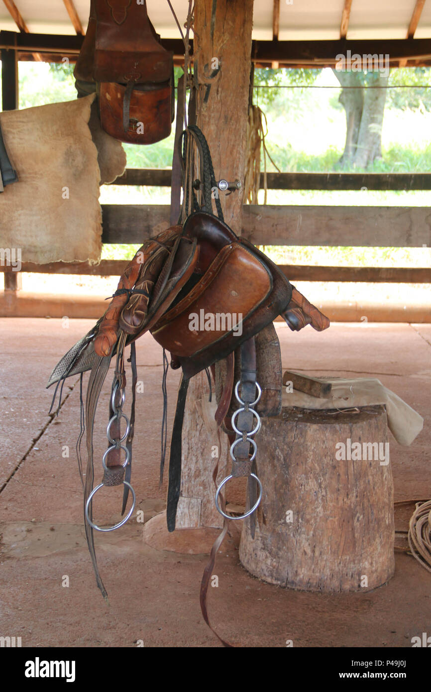 Cavalo cavalgando na bahia imagem editorial. Imagem de freio - 204124325