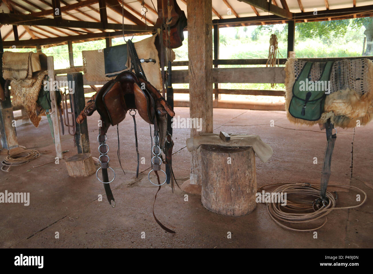 Cavalo cavalgando na bahia imagem editorial. Imagem de freio - 204124325