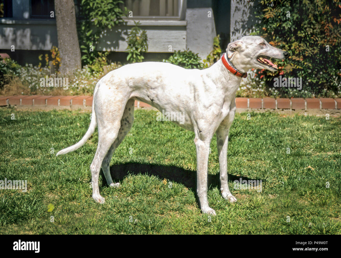 White Greyhound dog standing in front yard of home. MR   © Myrleen Pearson.....Ferguson Cate Stock Photo