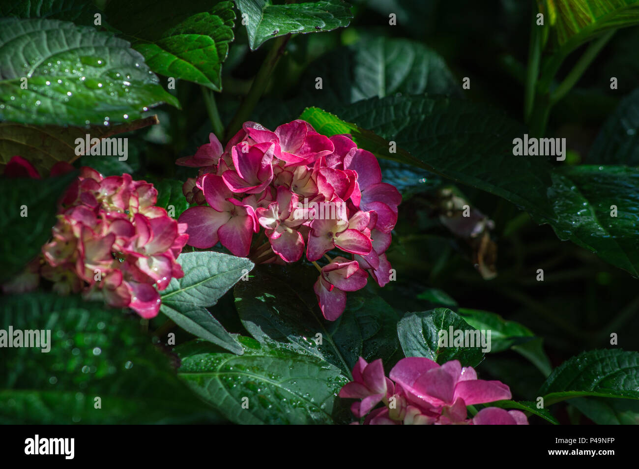 Hydrangea , beautiful hydrangea flowers in the garden Stock Photo - Alamy