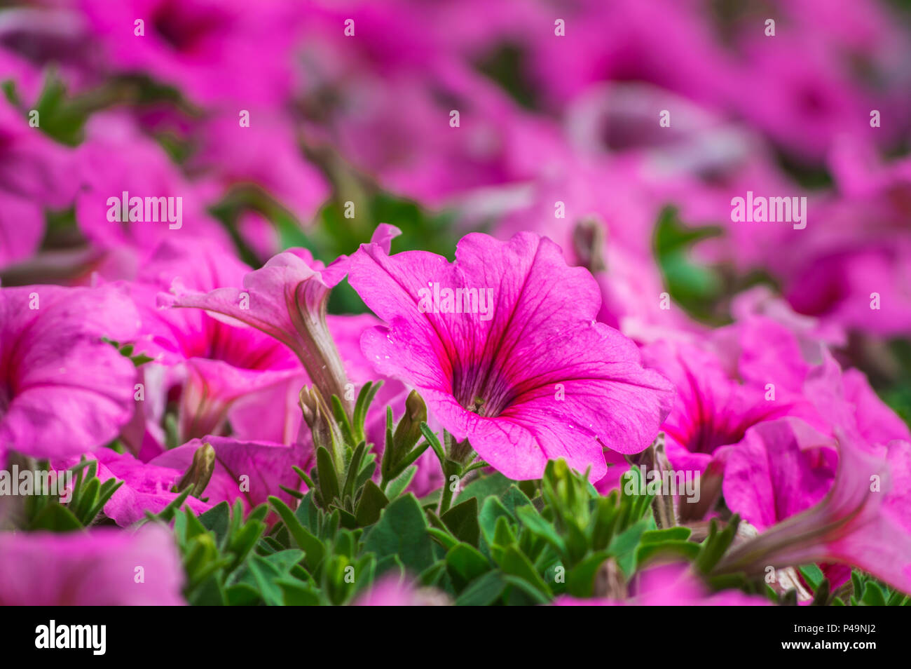 Petunia, closeup of beautiful petunia flower Stock Photo Alamy