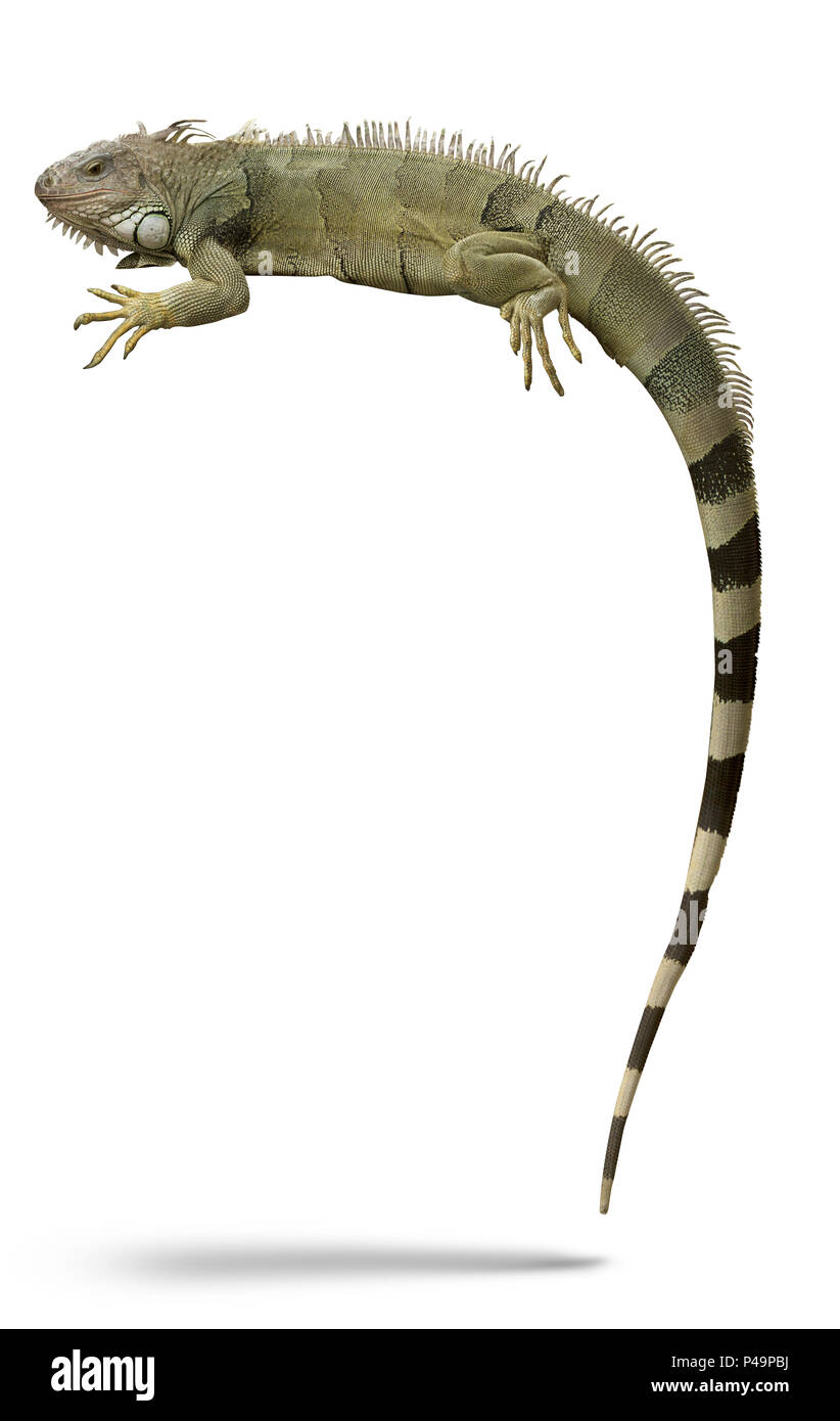 High detail Green Iguana or American Iguana lizard exotic pet animal isolated on white. Stock Photo