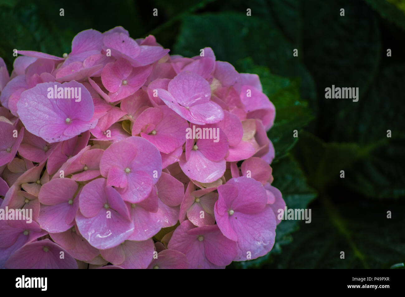 Hydrangea , beautiful hydrangea flowers in the garden Stock Photo - Alamy