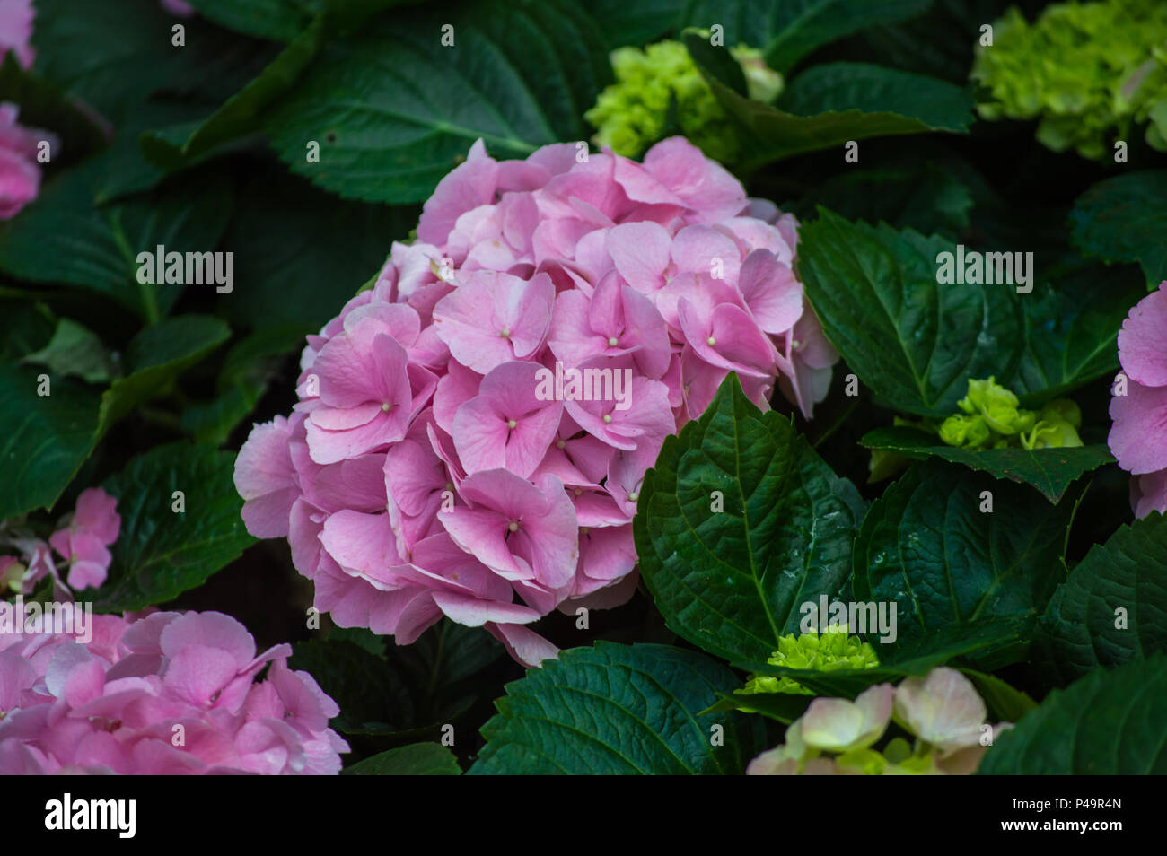 Hydrangea , beautiful hydrangea flowers in the garden Stock Photo - Alamy