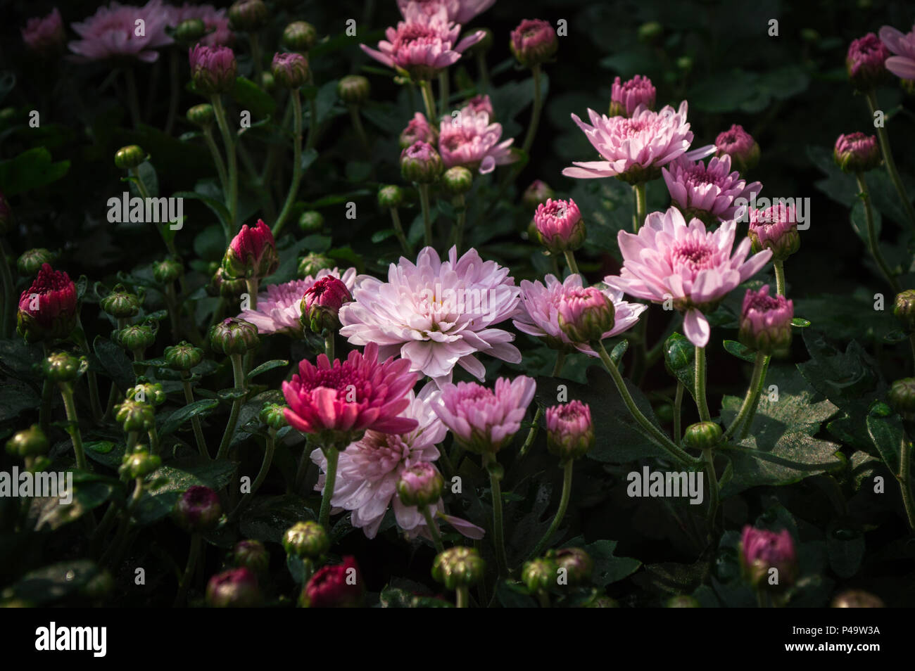 Chrysanthemum vector hires stock photography and images Alamy