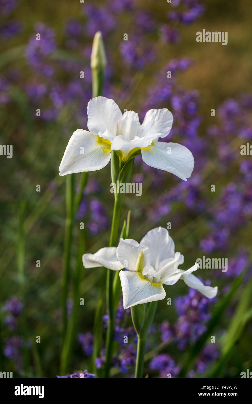 White Iris flowers macro on natural green background. Beautiful iris blossom. Blooming summer garden. Stock Photo