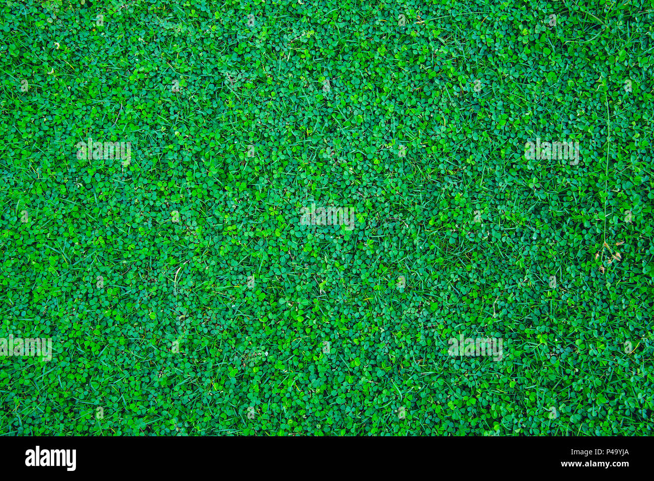 green plant grass cover texture for background Stock Photo Alamy