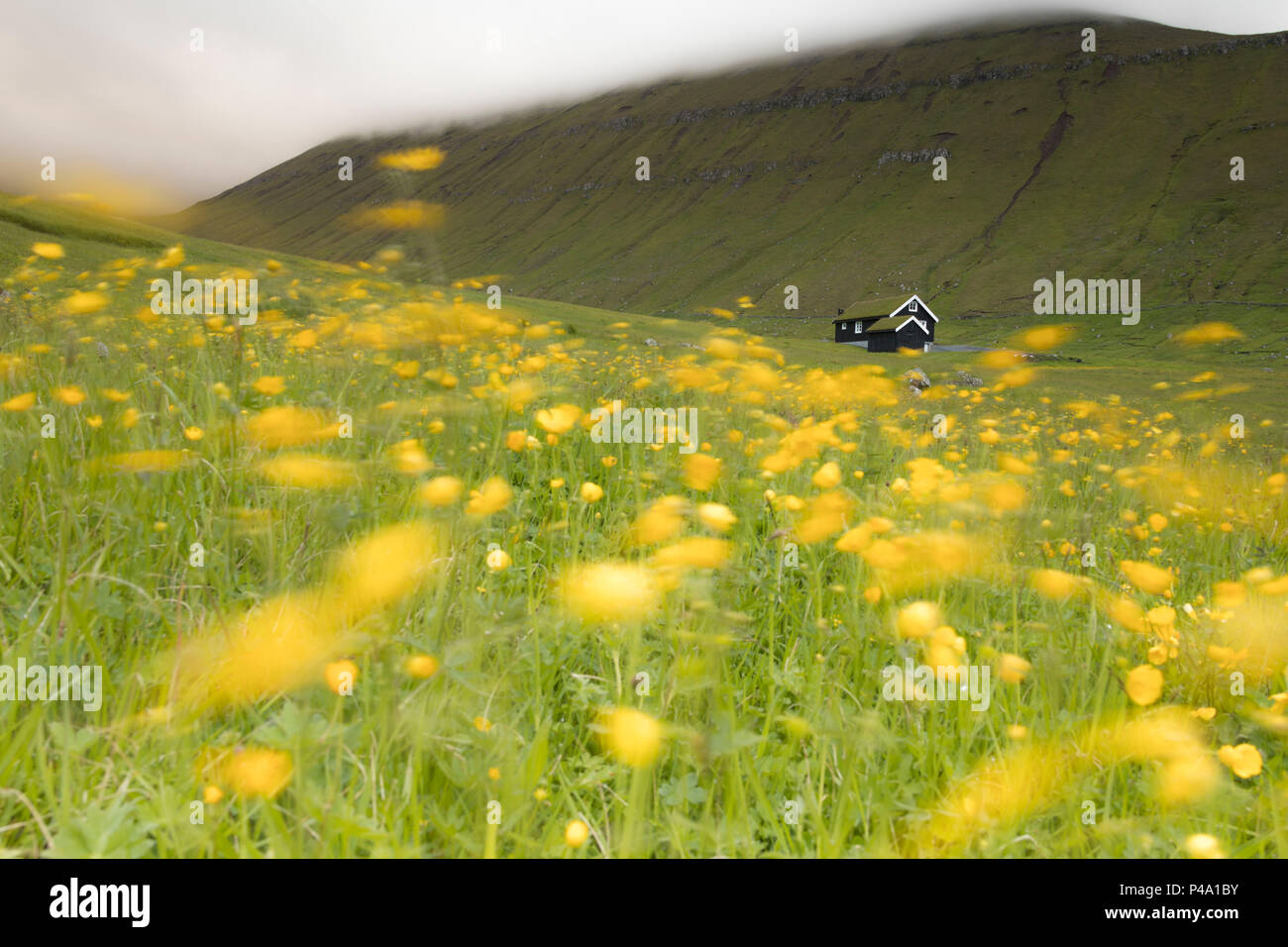 Isolated house surrounded by yellow wildflowers, Gjogv, Eysturoy Island, Faroe Islands Stock Photo
