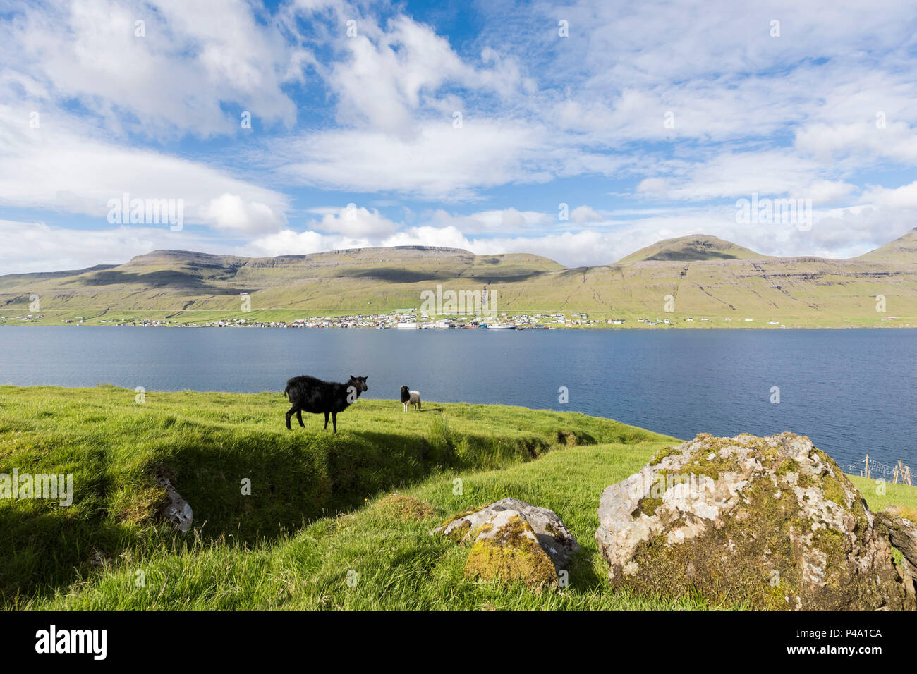 Sheep on green meadows, Skipanes, Eysturoy Island, Faroe Islands Stock Photo