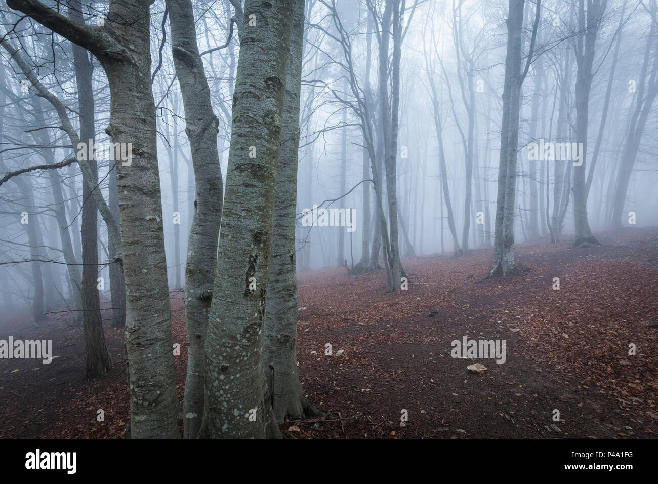 Trees in the mist, Parco della Grigna, province of Lecco, Lombardy, Italy Stock Photo