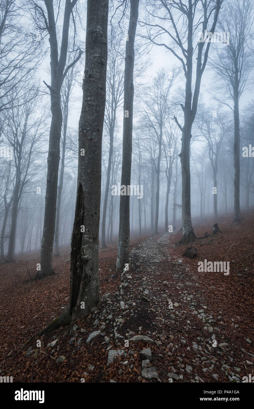 Fog in the woods of Parco della Grigna, province of Lecco, Lombardy, Italy Stock Photo