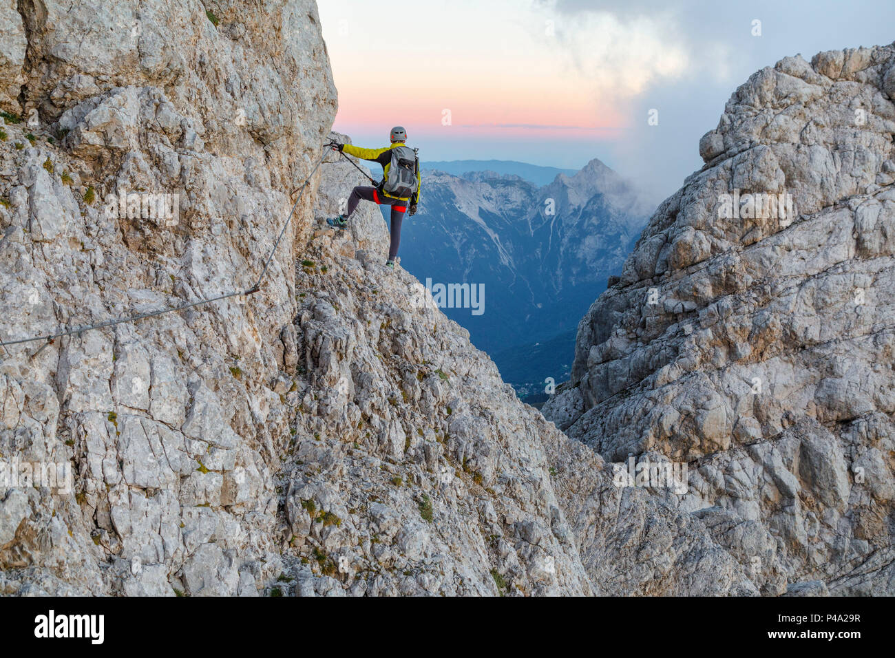 Stella alpina hi-res stock photography and images - Alamy