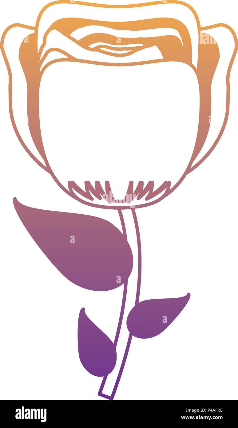 beautiful rose icon over white background, vector illustration Stock ...