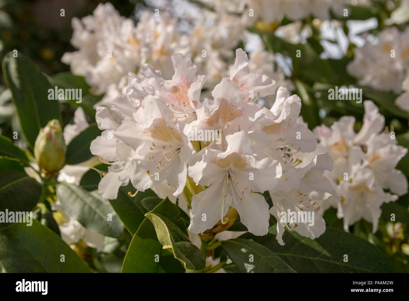 Close-upp of a blooming white Rhododendron (Cunningham's White) with some leaf in front. Stock Photo