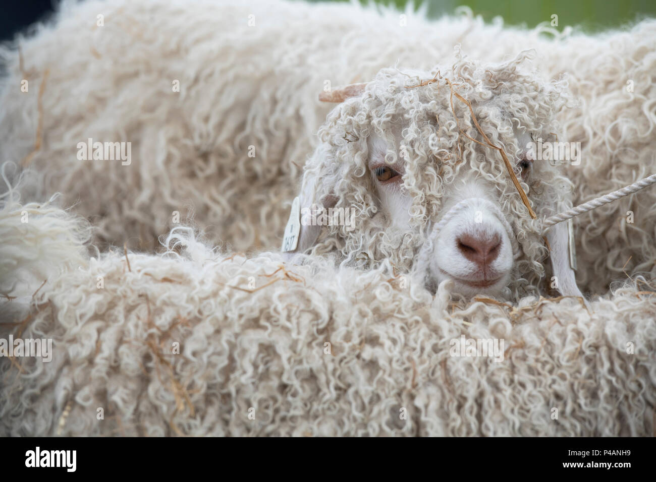 Capra aegagrus hircus. Angora kid goats at an agricultural show. UK Stock Photo