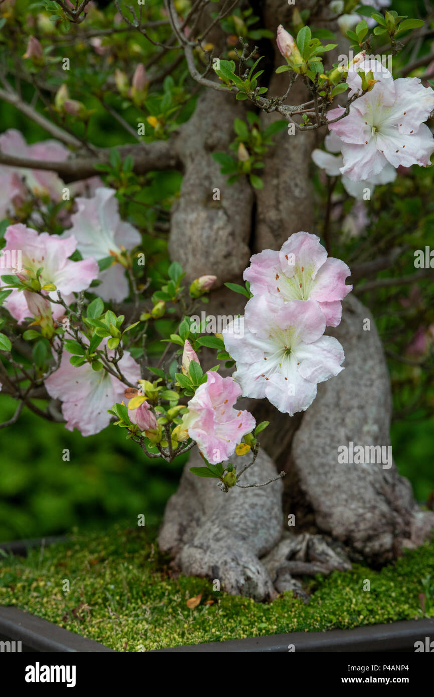 Bonsai Rhododendron 'Satsuki' tree in flower. UK Stock Photo