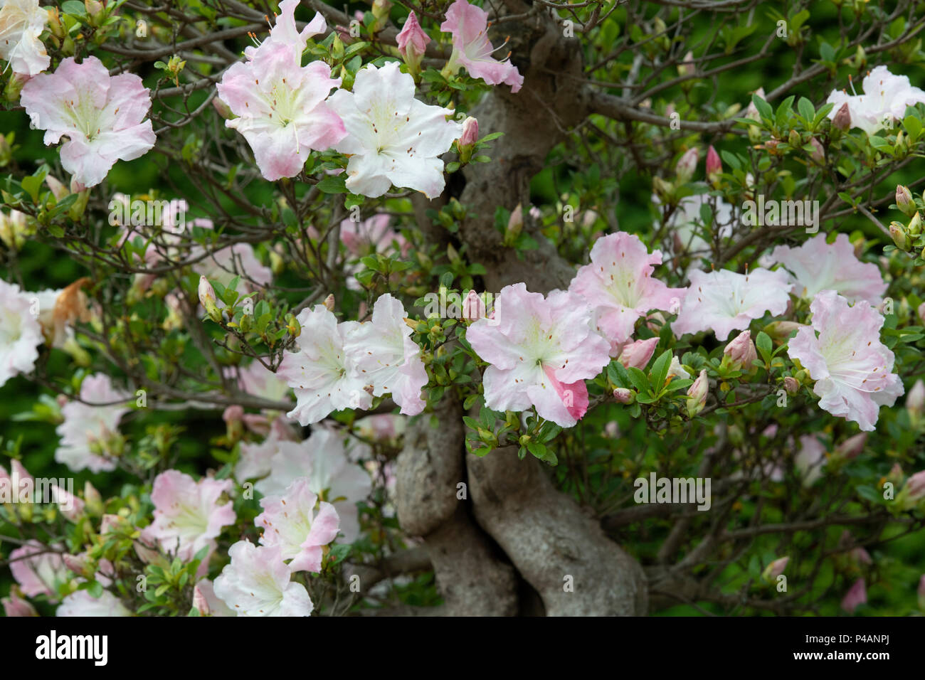 Bonsai Rhododendron 'Satsuki' tree in flower. UK Stock Photo