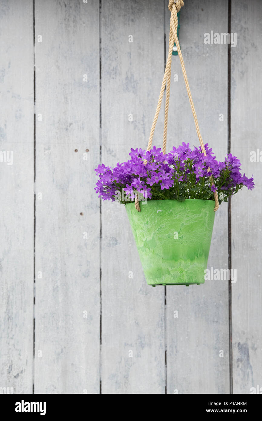 Campanula Portenschlagiana. Wall bellflower growing in flower pots on a flower show display. UK Stock Photo