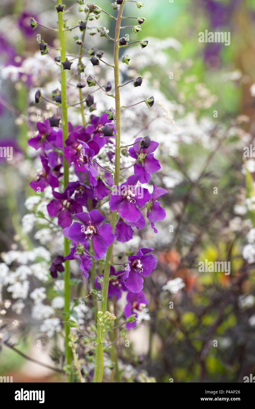 Verbascum phoeniceum ‘Violetta’ .  Mullein  ‘Violetta’ on a flower show display. UK Stock Photo