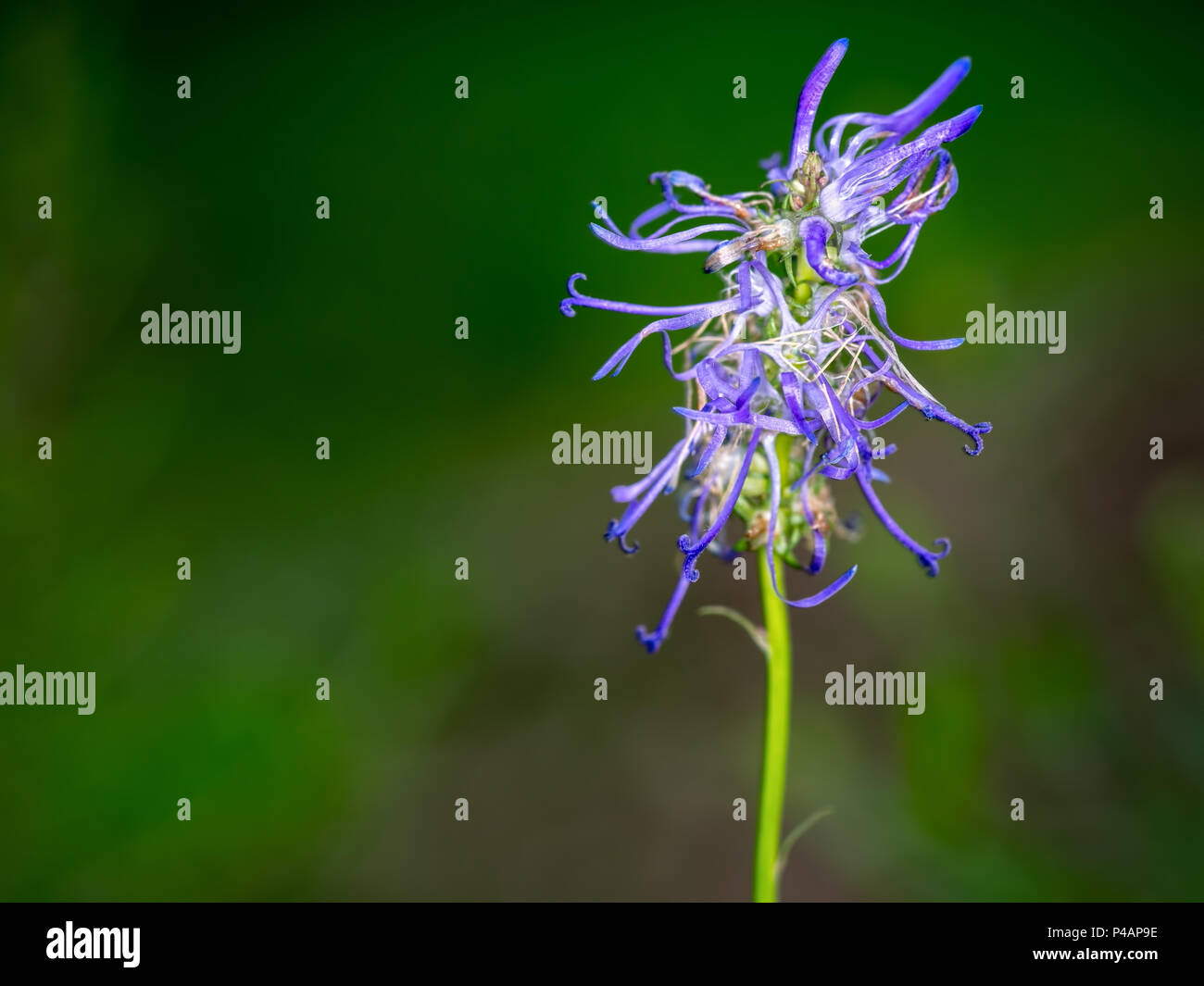 Beautiful blue wild flower. Phyteuma sp. Stock Photo