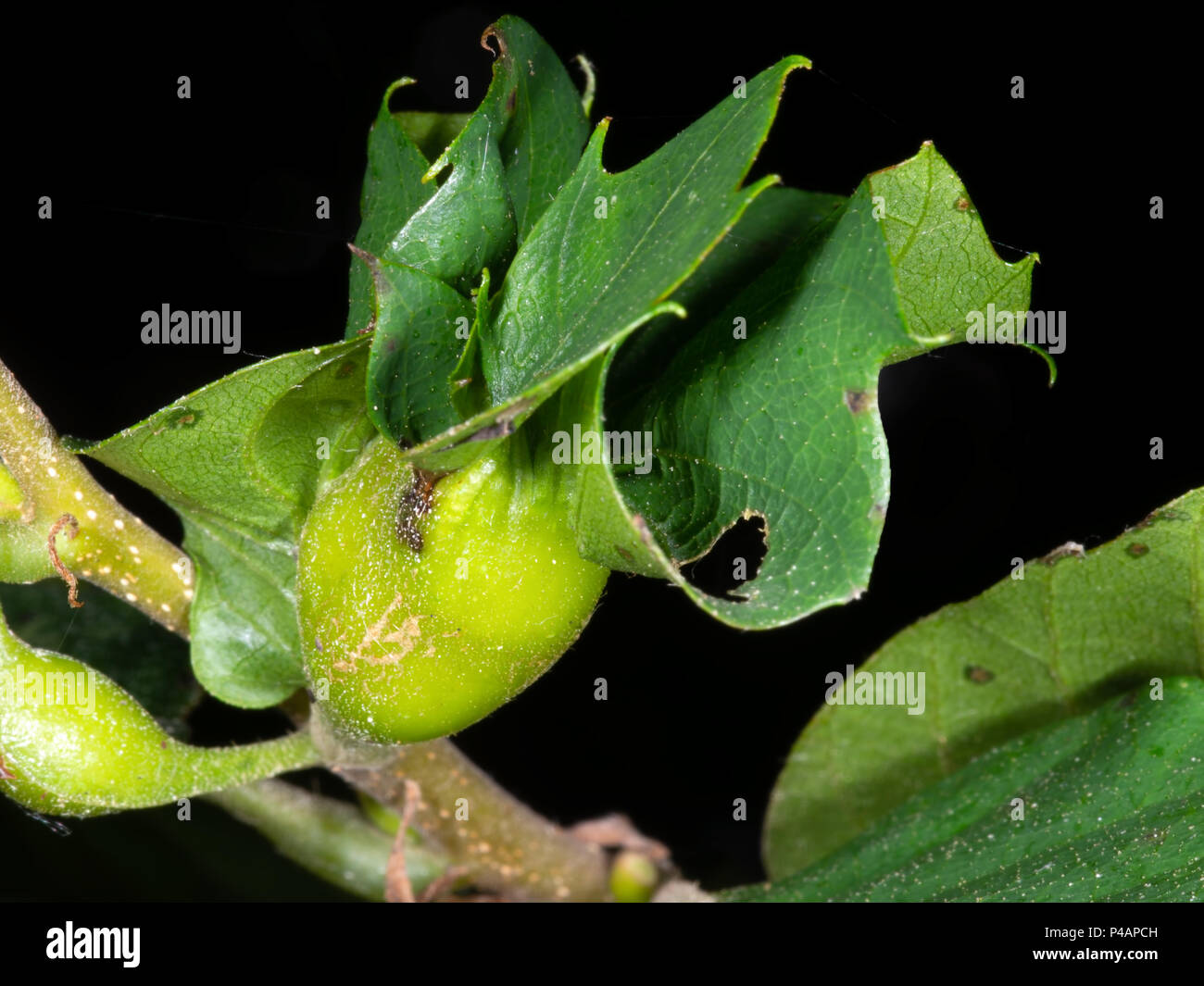 Wasp damage on sweet chestnut tree. Dryocosmus kuriphilus. Stock Photo