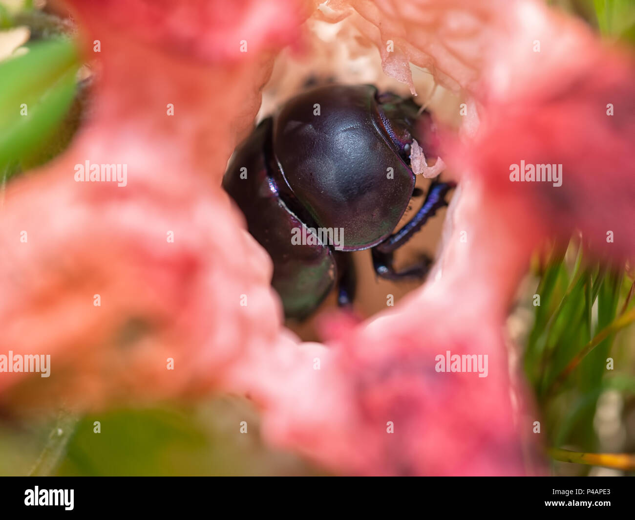 Dung beetle inside Clathrus archeri smelly fungus. Stock Photo
