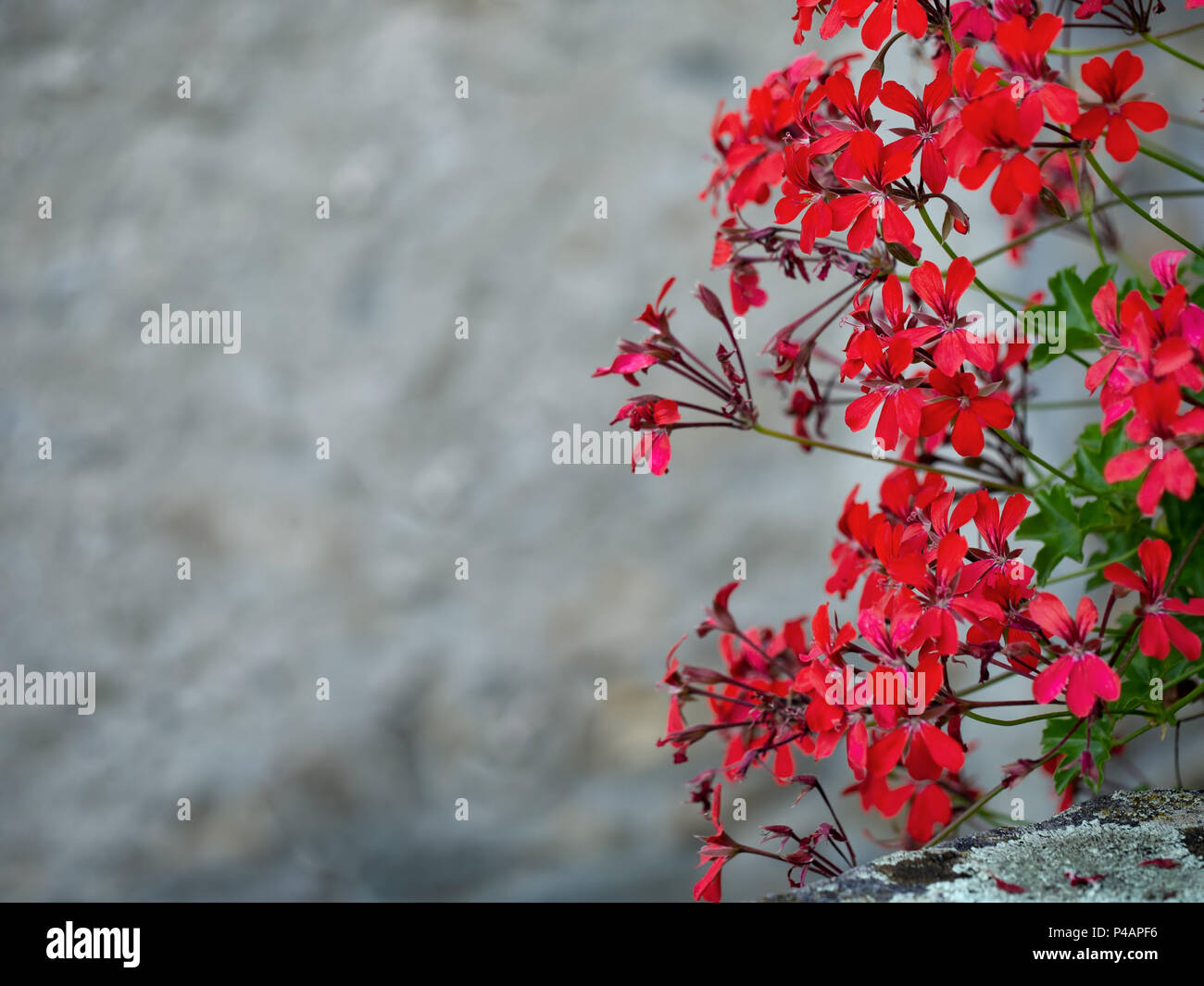 Red trailing pelargoniums with copy space Stock Photo