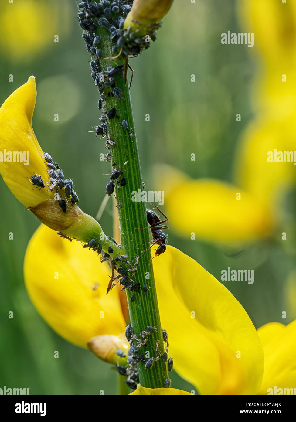 Ants and blackfly on common broom plant.  Macro. Stock Photo