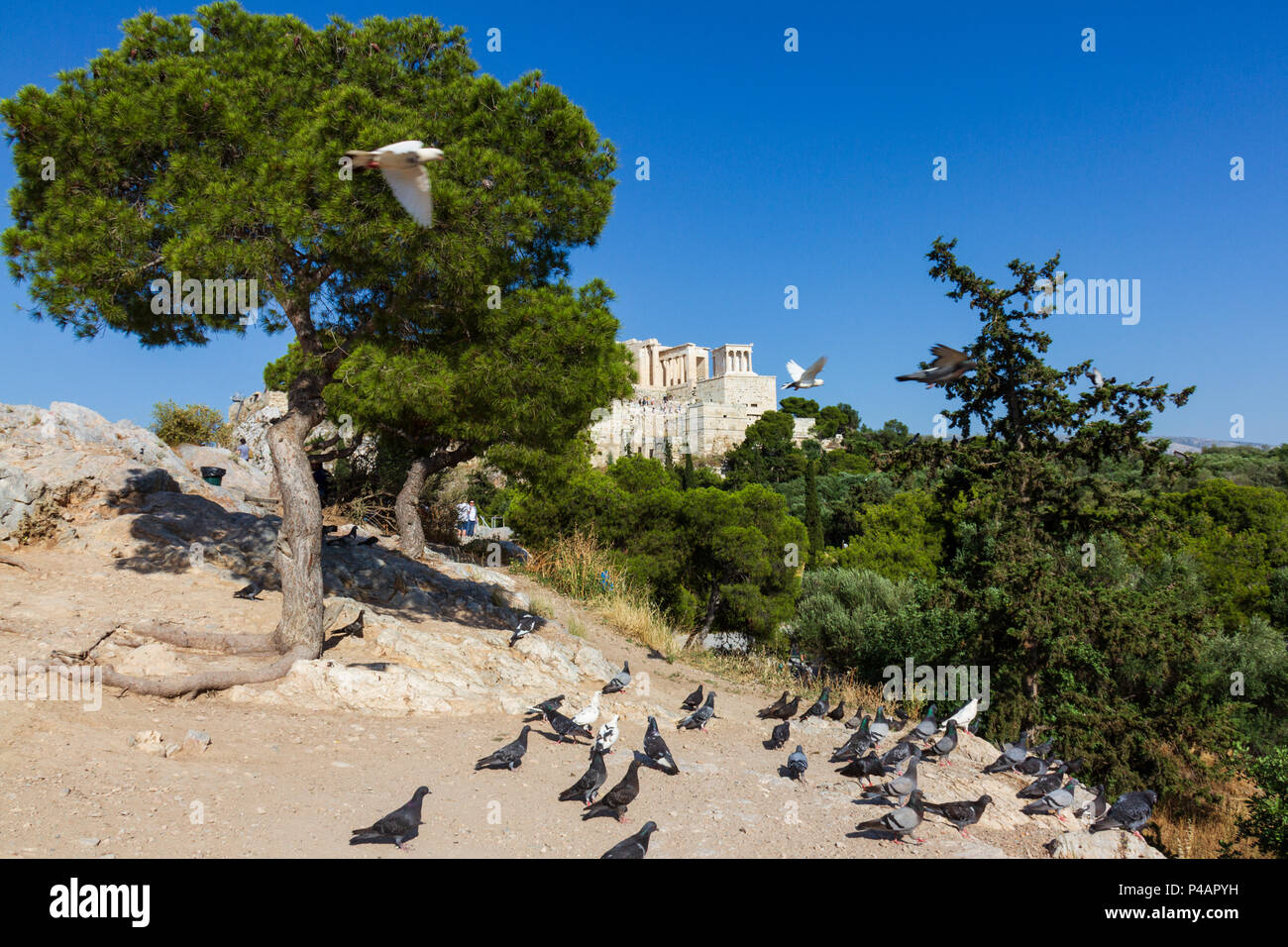 Athens, Greece - June 9, 2018: Scenic view of the rock of the Acropolis of Athens in Greece with pigeons in the foreground Stock Photo