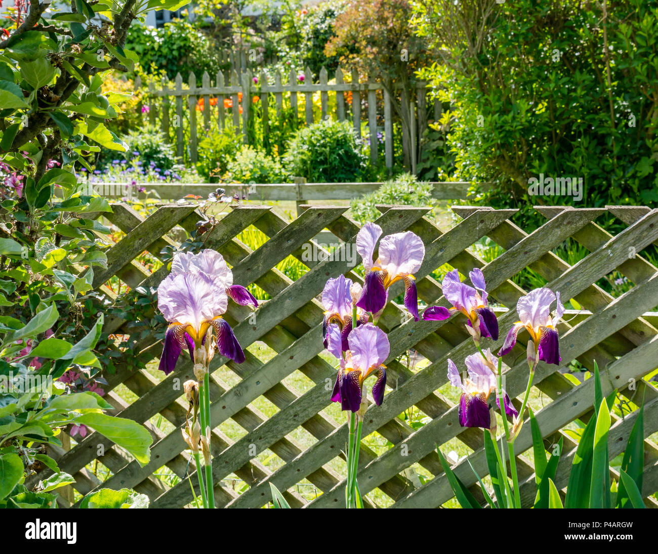 Cottage garden wooden fence hi-res stock photography and images - Alamy