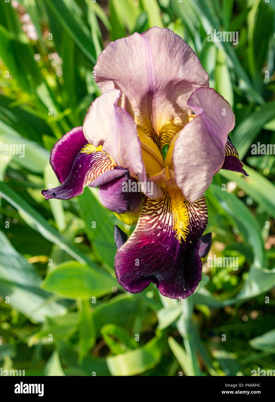 Close up of colourful purple Iris flower, Iris Germanico bruno, East Lothian, Scotland, UK Stock Photo