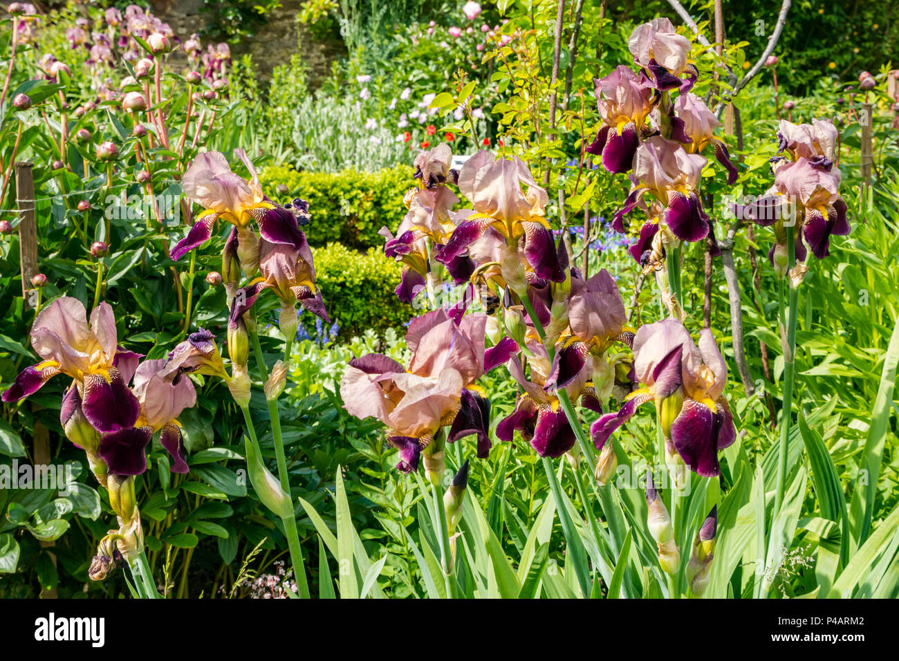 Purple Iris flowers, Iris Germanico bruno, in colourful flower bed, East Lothian, Scotland, UK Stock Photo