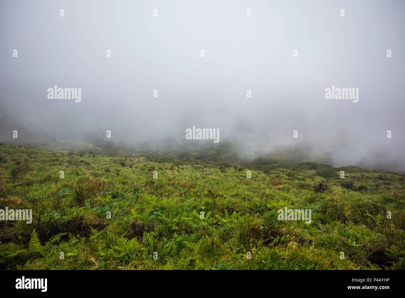 Portugal, Azores, Faial Island, Cabeco Gordo, caldera fog Stock Photo Alamy