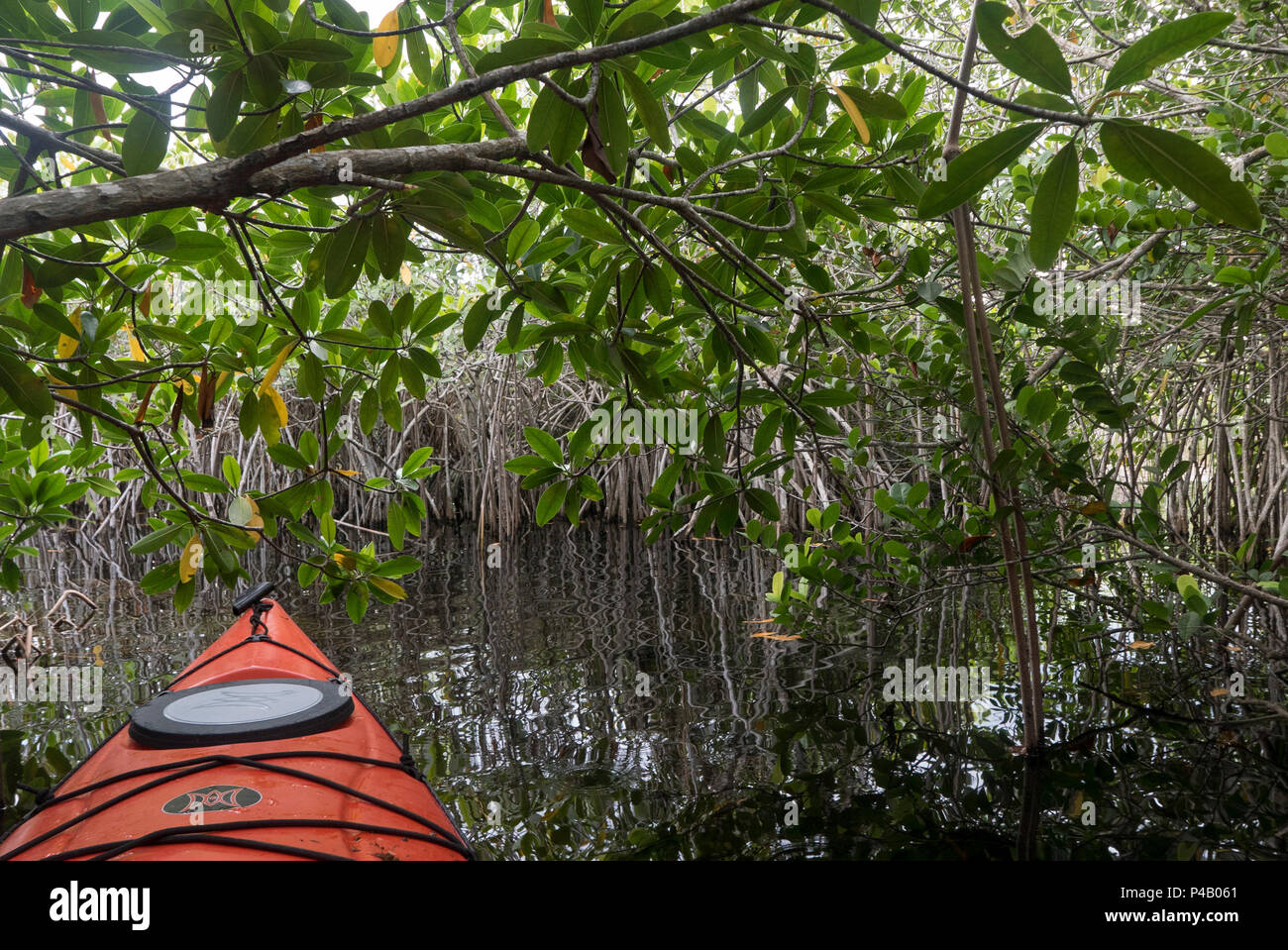 Kayak glides through wetlands mangrove forest, Everglades National Park