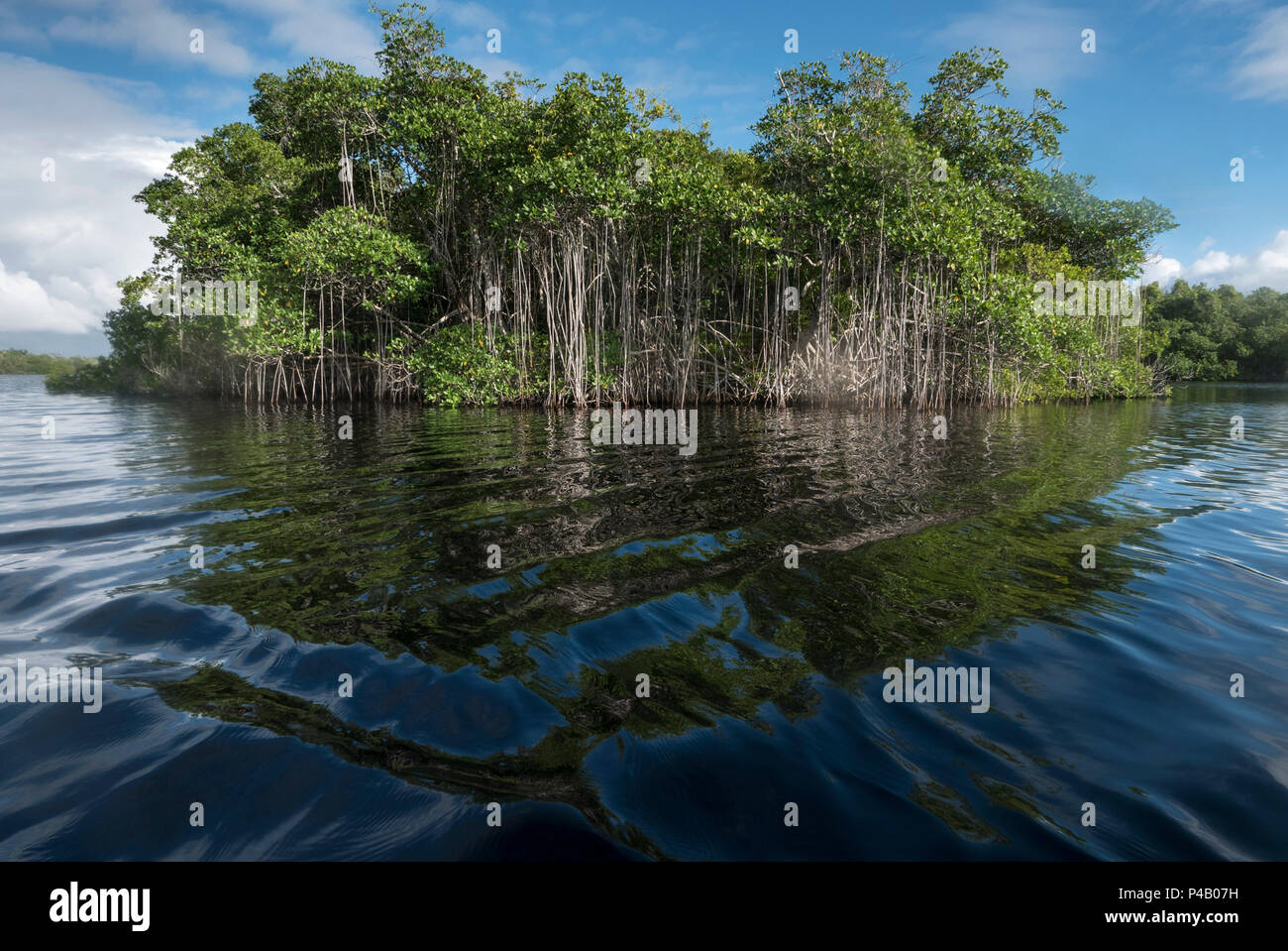 Mangrove island on Hells Bay canoe trail, Everglades National Park
