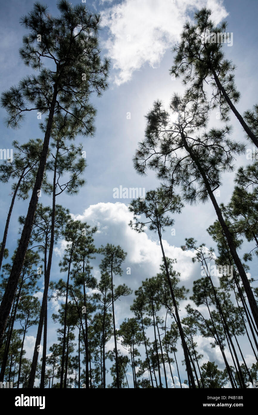 Slash pine Pinus elliottii surround lake, Everglades National Park, Miami, Florida, USA Stock Photo
