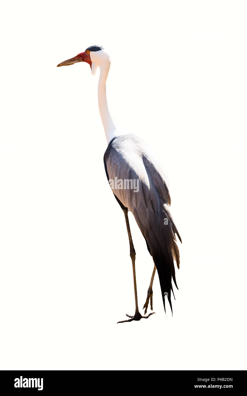 stork portrait isolated on white background, unknown typology. seen on roundtrip in south africa. Stock Photo