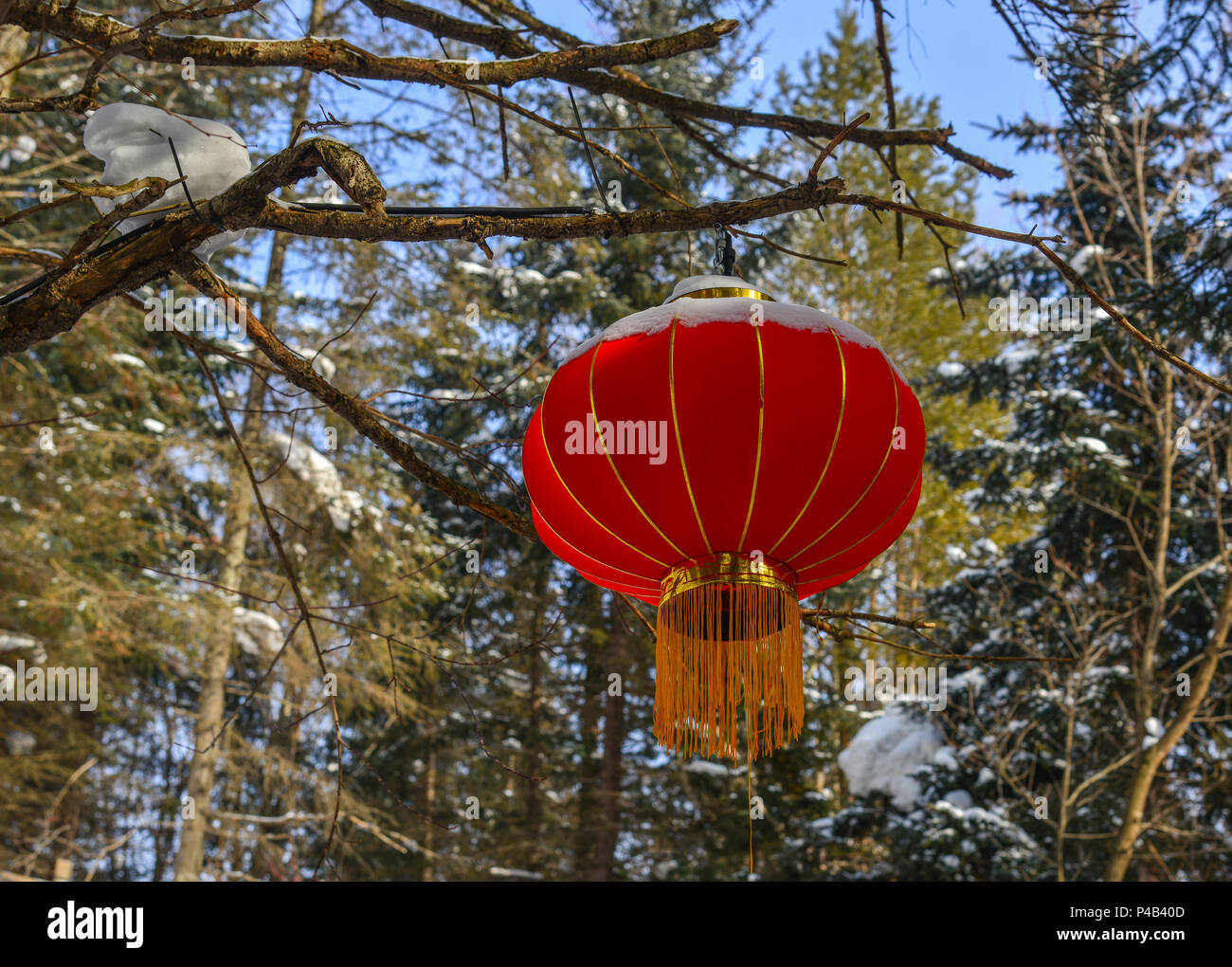 Chinese red lantern hanging on a trees in winter forest Stock Photo - Alamy