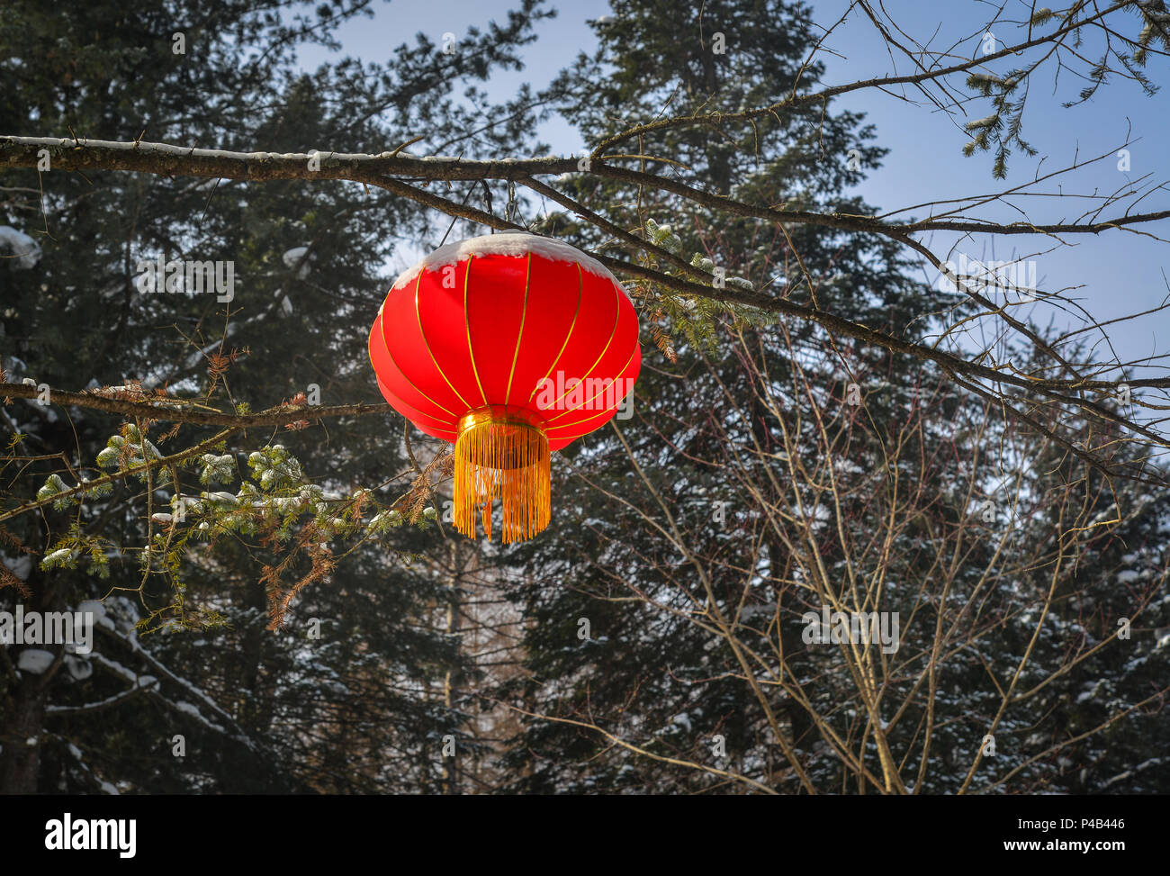 Chinese red lantern hanging on a trees in winter forest Stock Photo - Alamy