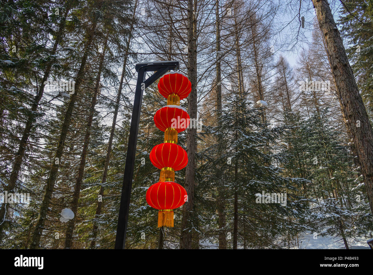Chinese red lantern hanging on a trees in winter forest Stock Photo - Alamy