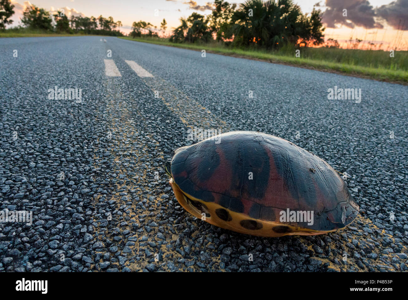 Florida Redbelly Cooter Pseudemys nelsoni crosses road, Everglades National Park, Miami, Florida, USA Stock Photo