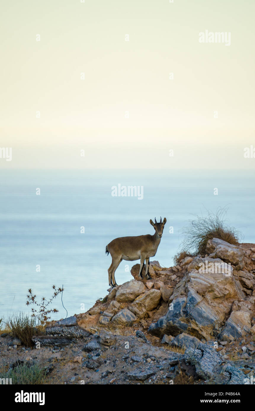 Young mountain goat standing on rocky outcrop in front of Mediterranean Sea in Spain. Stock Photo