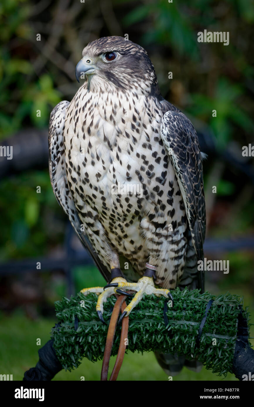 A Gyrfalcon (Falco rusticolus) in a falconry. It’s the largest falcon species, which where owned by medieval kings and emperors for hunting. Stock Photo