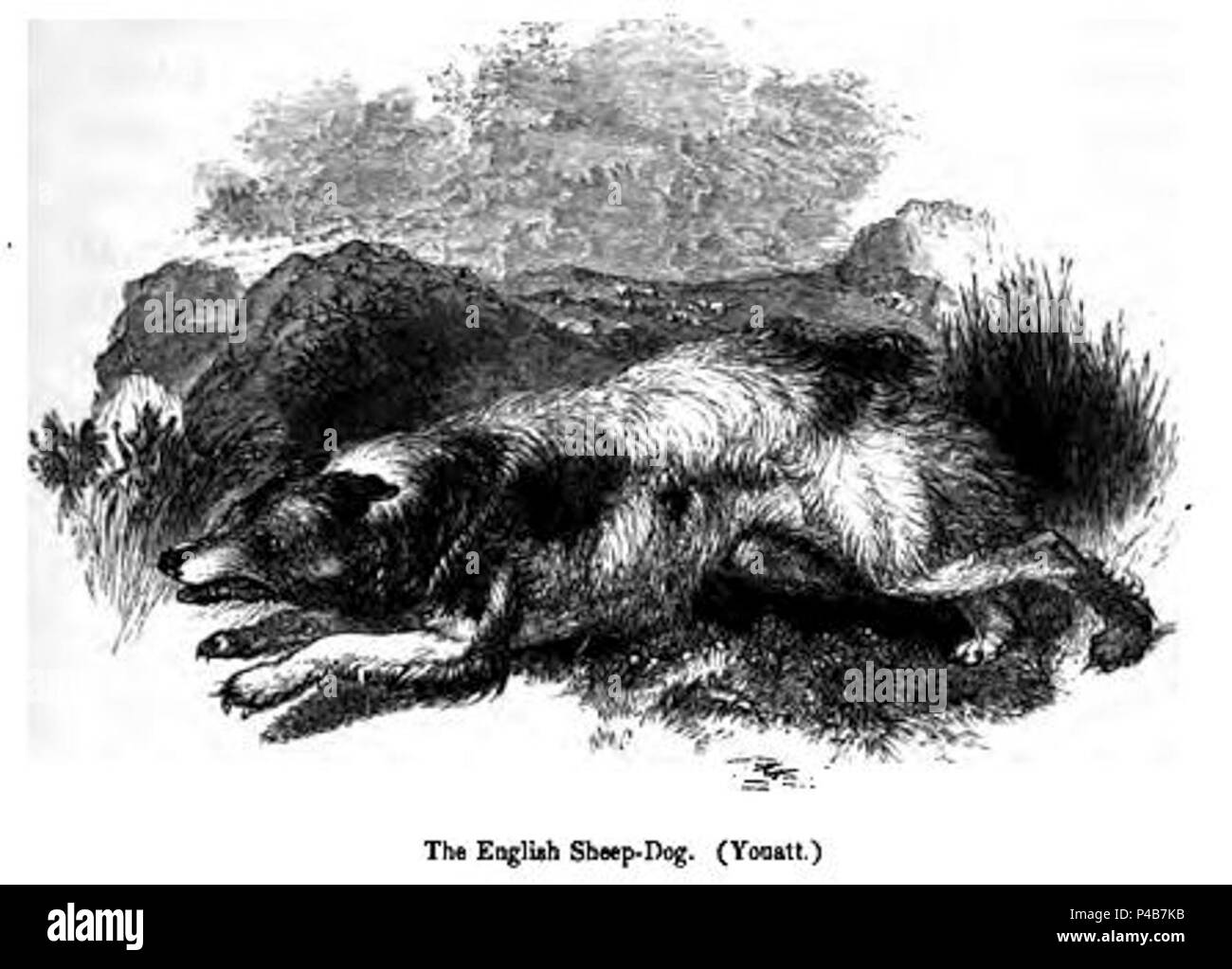 English sheep dog hires stock photography and images Alamy